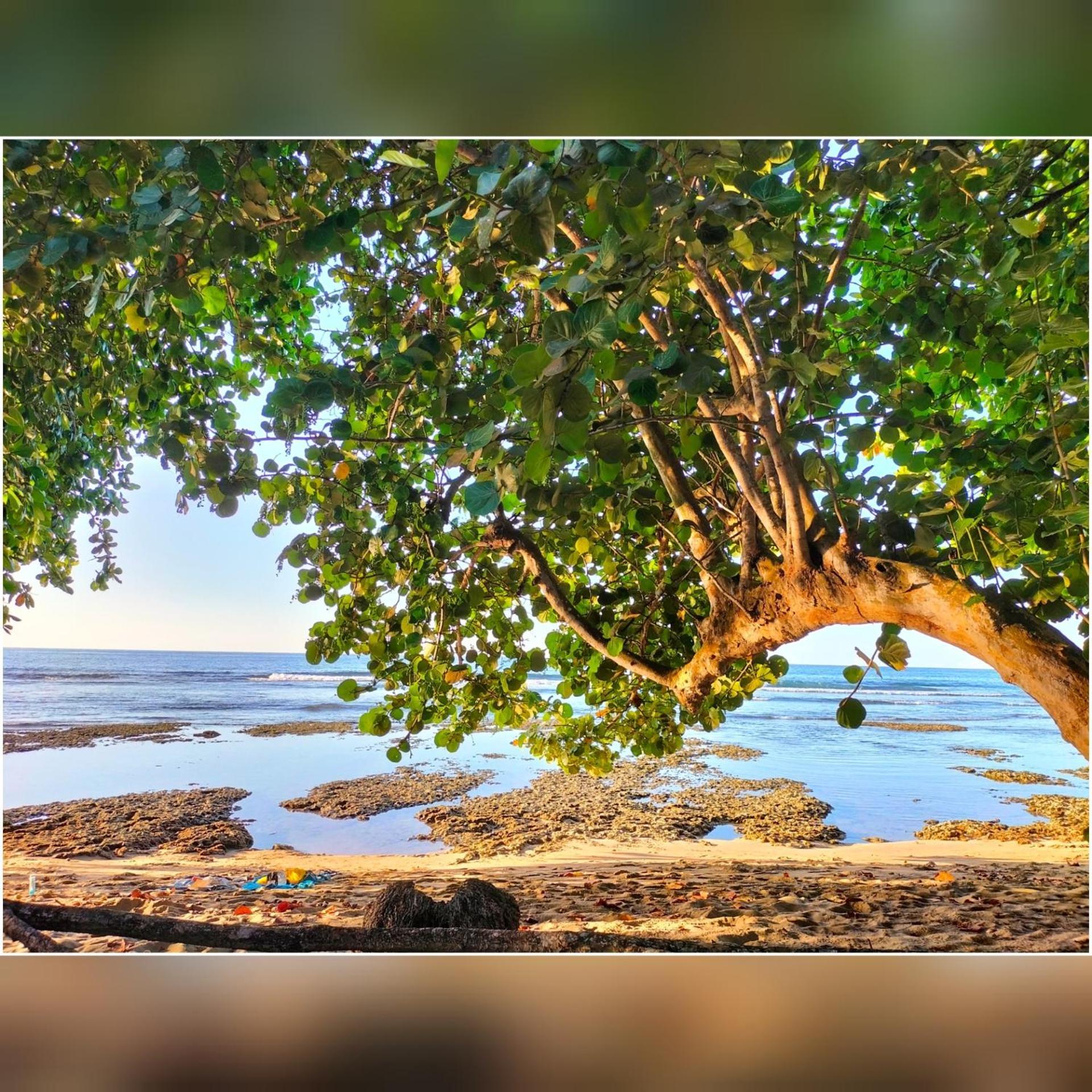 Cabinas Coconut Grove Puerto Viejo de Talamanca Buitenkant foto